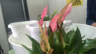 上からアンスリウムの寄せ植え