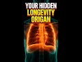 Your Hidden Longevity Organ #fitness #health #body #science #shorts