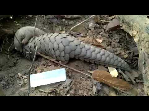 Watch: Pangolin With its Baby in The Forest