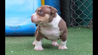 chocolate pocket bully