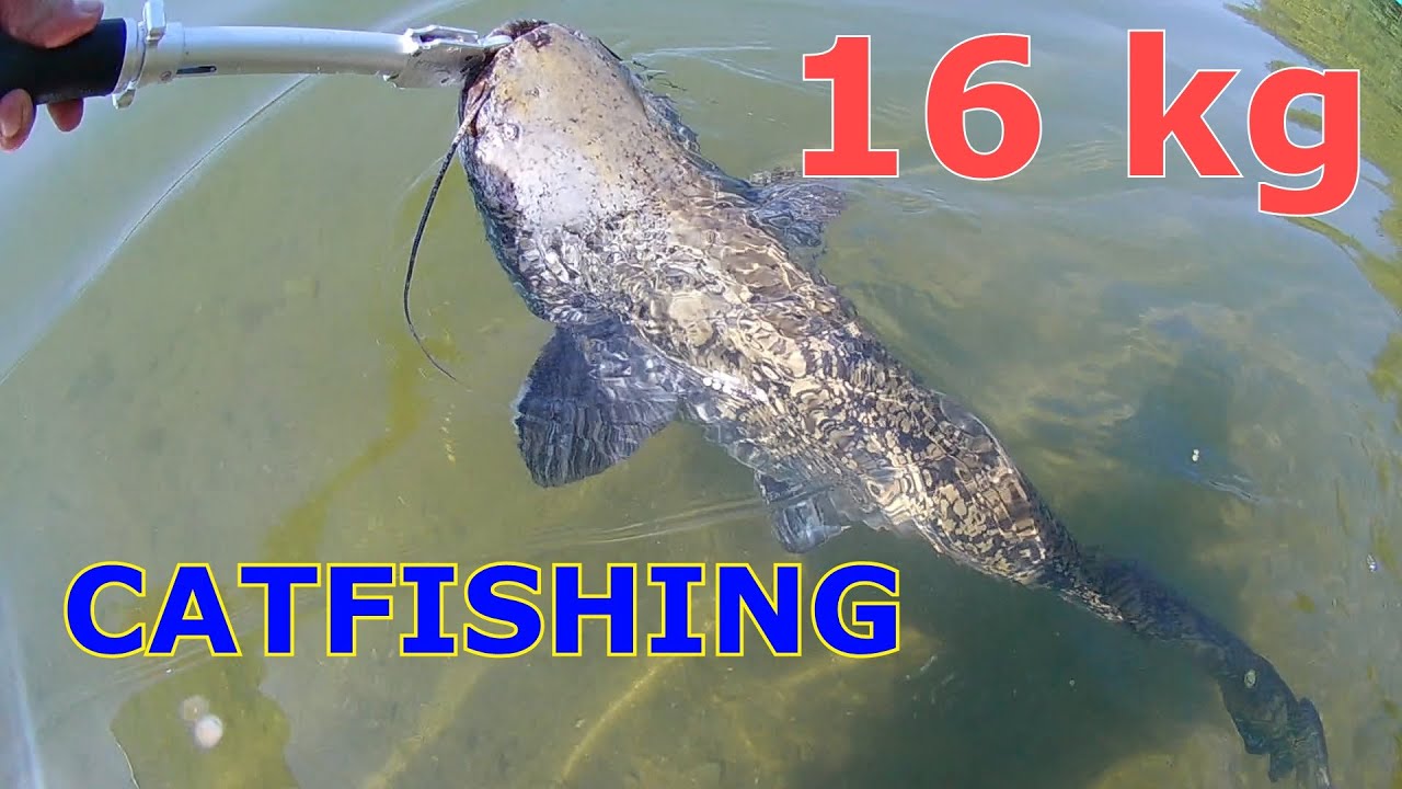 Риболов на сом 2025. CATFISH   16 kg