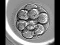 Embryoscope timelapse
