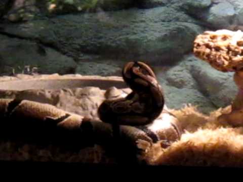 Ball Python grabbing a bite to eat....
