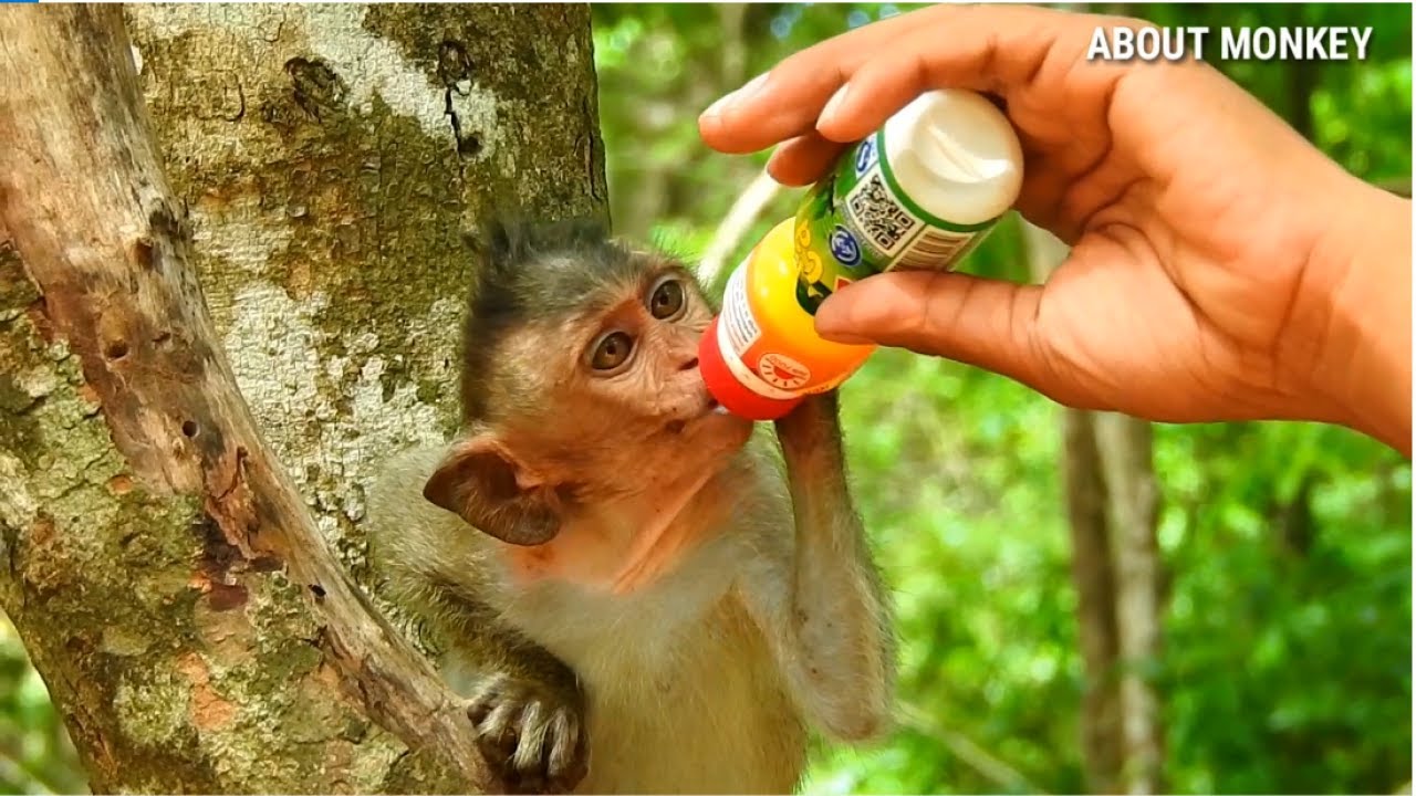 Poor Orphan Baby Monkey Dustin Need More Milk, Thank Camera Man Feed Him And Make Full, He Hungry..!