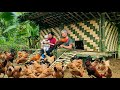 Building bamboo house for chickens  process from start to finish  tins daily life