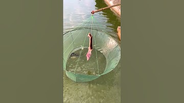 Lưới câu cá, lưới bẫy cá ao hồ gấp gọn siêu dính #1k  #fishing #shorts