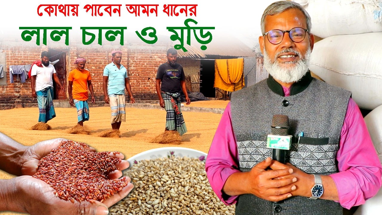 1270- কোথায় পাবেন পুষ্টিকর লাল চাল ও লাল চালের মুড়ি Rice র.ই মানিক চিত্রপুরী Chitrapuri Krishichitra