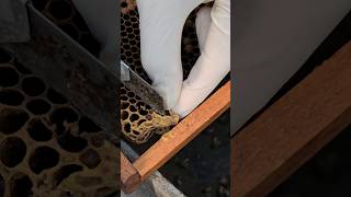 Oh! Cut remove queen cell of beehive frame #amazing #queen #bee #honey #beekeeping #workerbee