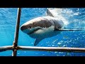 The Danger Of A Free Shark (Shark Documentary)| Real Wild