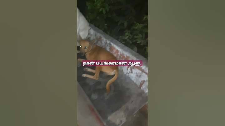 நான் பயங்கரமான ஆளு # என் பேரு சோம்பேறி # எனக்கு இன்னொரு பேரு # காதல் மன்னன்#storts #இத #dog #funny #