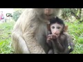 Life of monkeys - Ep49, baby monkey with mom,monkey eating peanuts, monk...