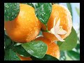floare de mandarin