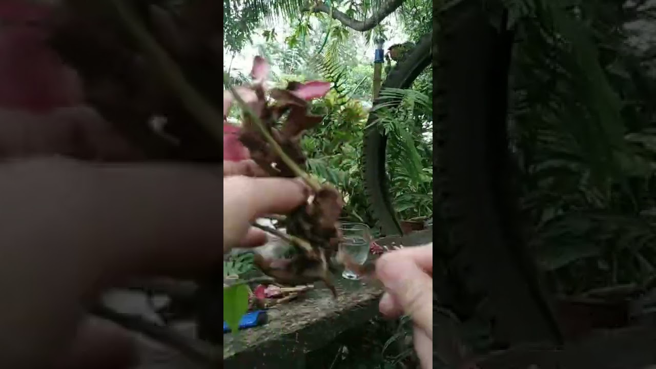 How to propagate Hawaiian Red Ginger from flowers 100% success 