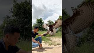 Eagle free fly training #eagle #eaglefly #amazing #train