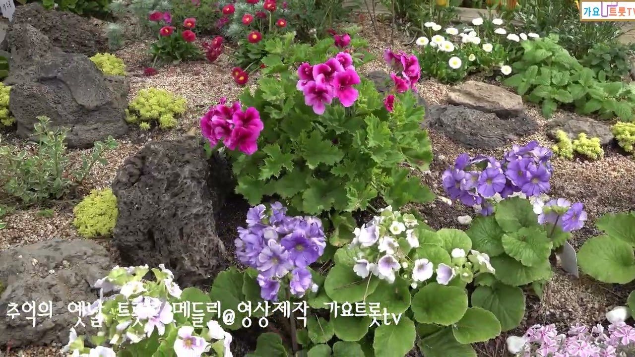 추억의옛날트롯트 메들리  촬영제작 가요트롯tv  홍재종  감독  미디어 주노  성남지사