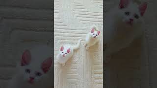 Let’s see what happens . Kumo and Yuki the Maine coon kittens