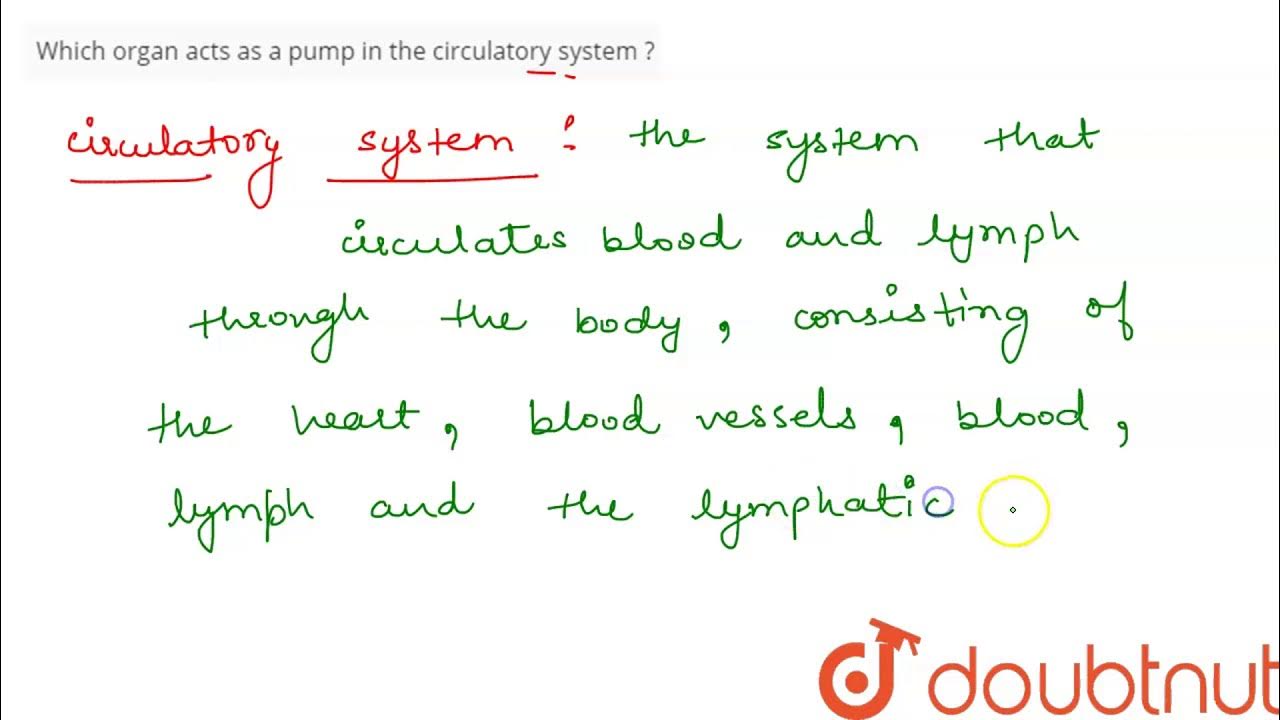Which organ acts as a pump in the circulatory system ? YouTube