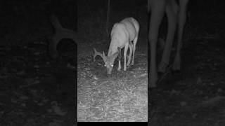 #trailcamerafootage #bigbuck #wildlife #camera #coolanimals #velvet #fyp #500 @RevealbyTactacam