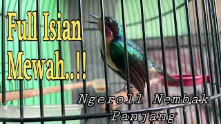 Kolibri wulung gacor ngeroll nembak panjang full isian mewah...