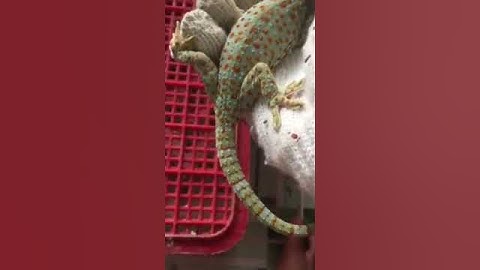 Tắc kè cảnh trắng bông vàng , bán tắc kè giống giá rẻ chất lượng tốt  , 0913398911