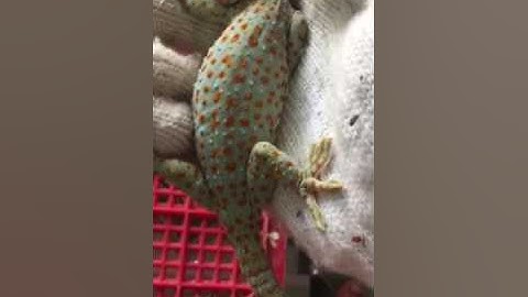 Tắc kè cảnh trắng bông vàng , bán tắc kè giống giá rẻ chất lượng tốt  , 0913398911