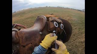 Wheat pasture Cattle:  Been having a few with some respiratory issues and foot rot.