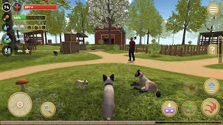 Online Cat Simulator Animal life Kitty Pet Android Gameplay #1 | Dishoomgameplay screenshot 5
