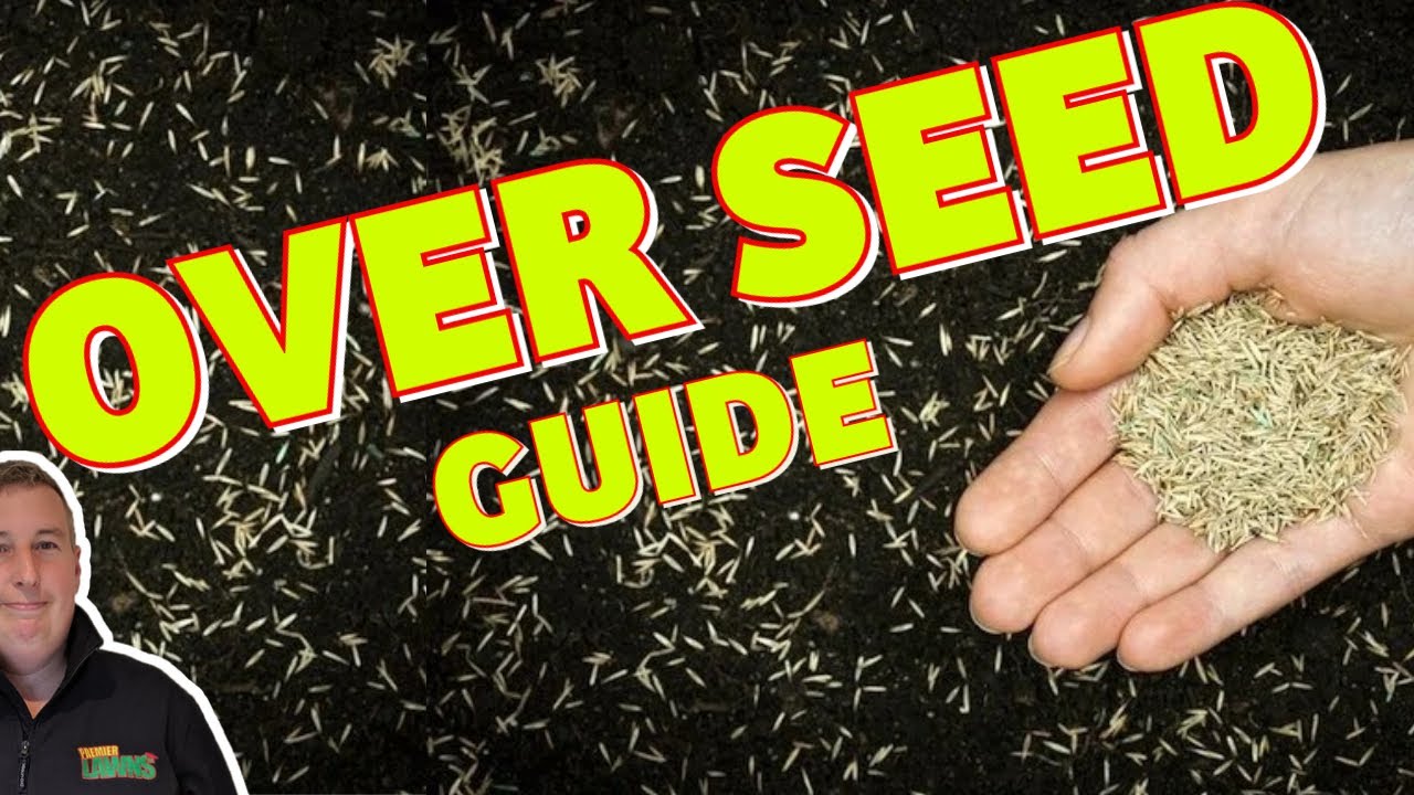 How to OVERSEED your lawn | Beginner diy lawn tips that WORK - YouTube