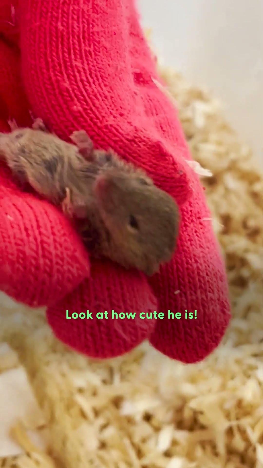 Couple Rescues A Tiny Mouse From The Grocery Store | The Dodo