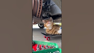 AI Cat Mechanic — no words, just vibes 🔧😹