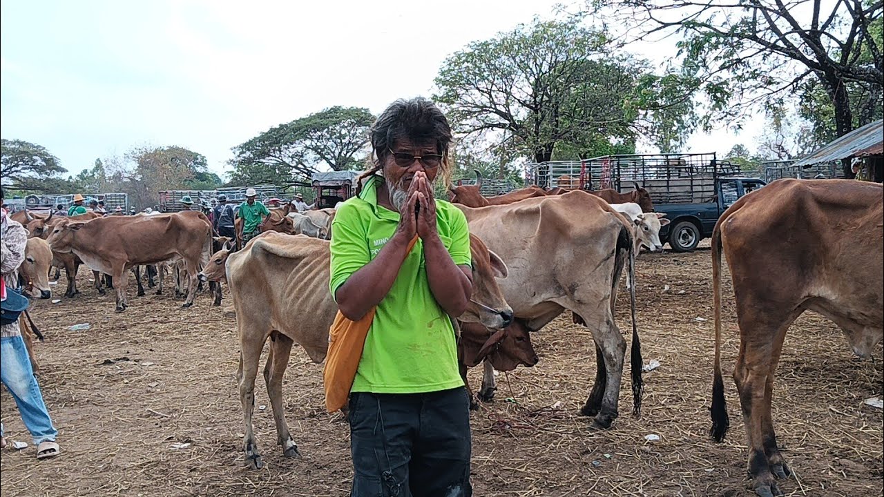 วัวท้ายสนาม!! ราคาหลักพัน ถึงหมื่นต้น เดินมาให้ถึง!!