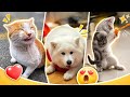 The Funniest Pet Moments on Internet 😆