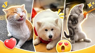The Funniest Pet Moments on Internet 😆