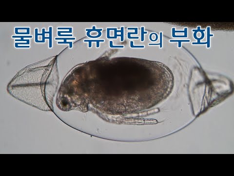 물벼룩 휴면란의 부화(Hatching of daphnia resting eggs)