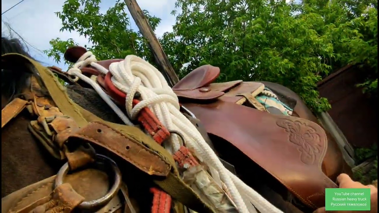 Жеребцы Кубинец и Персик завершили пребывания в табуне.| Прямая съёмка.