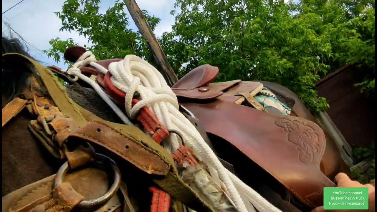 Жеребцы Кубинец и Персик завершили пребывания в табуне.| Прямая съёмка ...