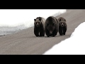 Wildlife Photography-Grizzly 399 and cubs leave the 2019 den-Grand Tetons/Jackson Hole/Yellowstone