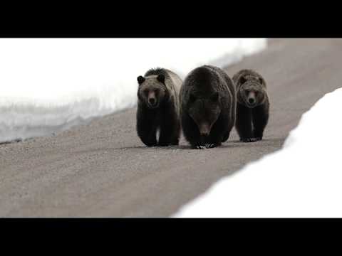 Thumbnail for Wildlife Photography-Grizzly 399 and cubs leave the 2019 den-Grand Tetons/Jackson Hole/Yellowstone