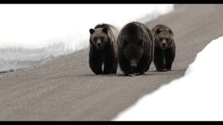 Wildlife Photography-Grizzly 399 and cubs leave the 2019 den-Grand Tetons/Jackson Hole/Yellowstone
