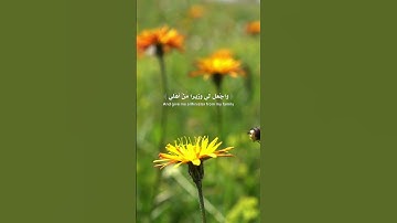 الآيات من 25 إلى 35 من سورة طه بصوت الشيخ رعد الكردي