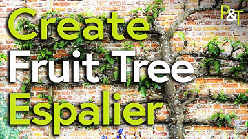 How to Create a Fruit Tree Espalier - Pots & Trowels