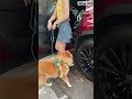 She Took Her Dog Back Home — And Planned His Perfect Day | The Dodo