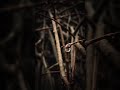 cinematic nature,peaceful landscapes,relaxation video,visual therapy,soothing nature,slow cinema