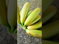 Penca de banana