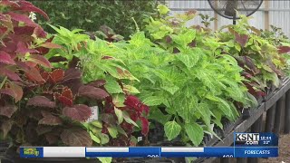 Protect your plants from the cold weather