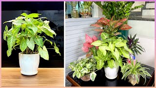 Beautify your home space: Choose plants that are easy to care for and clean the air extremely well by Great Gardening 10,020 views 2 months ago 6 minutes, 4 seconds