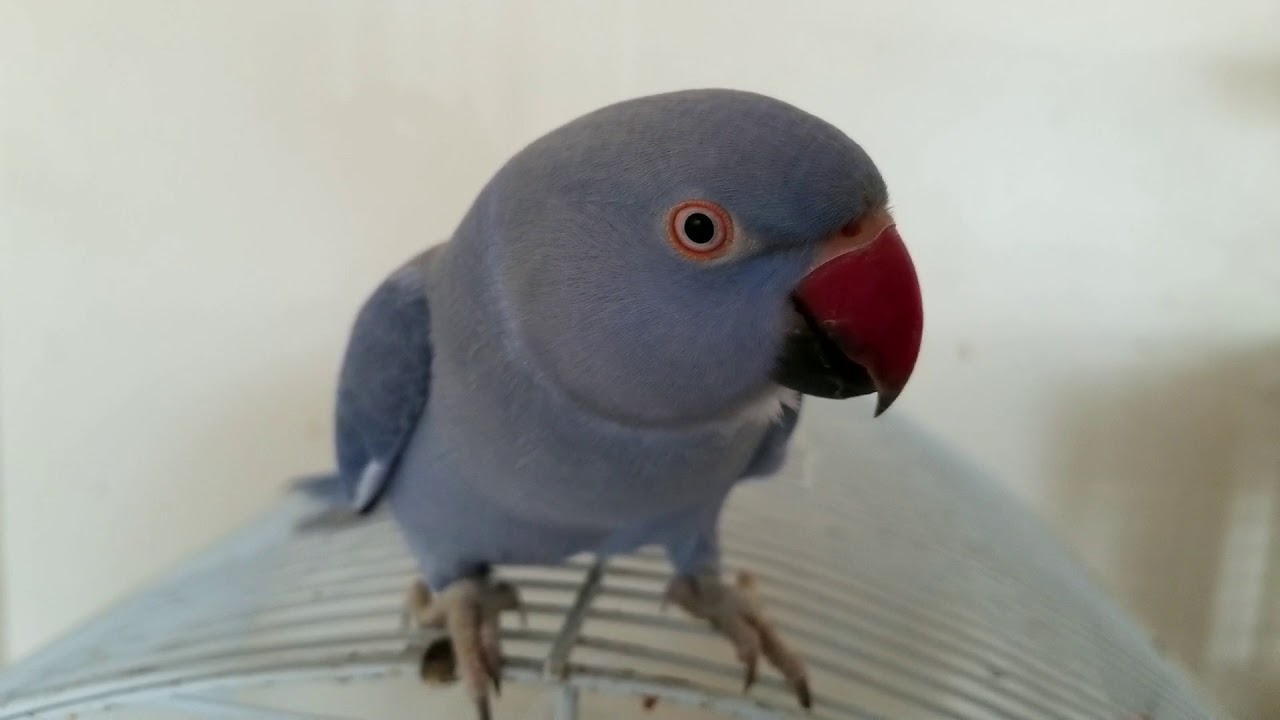Indian Ringneck parrot talking YouTube