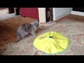 Feline crazy! Funny cat plays with Cat's Meow toy