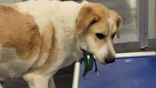 acs A665399