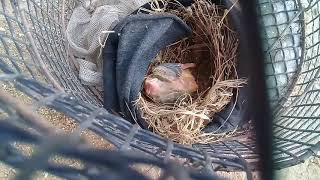 pakan loloan anak burung kepodang yang bagus
